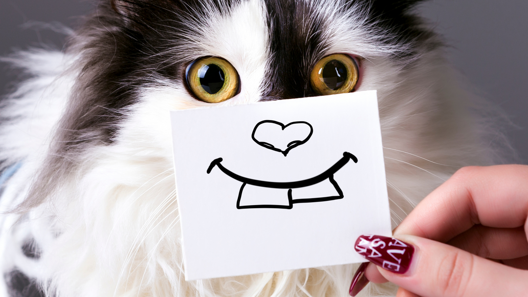 5 Things You Need for a Happy Cat