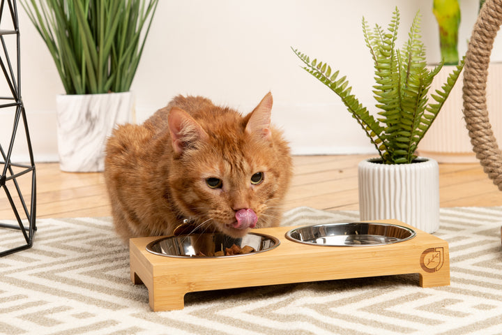 Double Pet Feeder